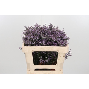 Lim Saf Lilac