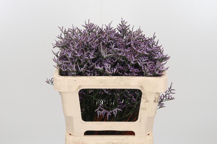 <h4>Lim Saf Lilac</h4>