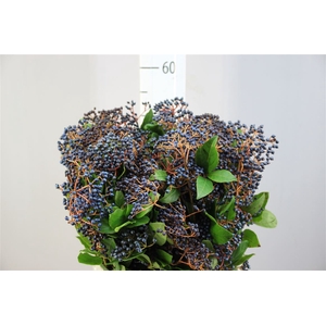 Viburnum Staalbes