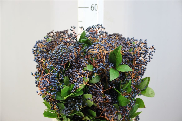<h4>Viburnum Staalbes</h4>