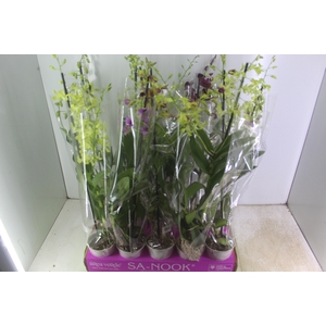 DENPHALAEN P13 2 HT VARIADO