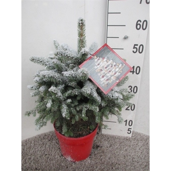 <h4>Picea Super Blue 60 cm P23 sneeuw</h4>