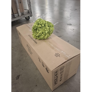 Dried hydrangea green pistachio