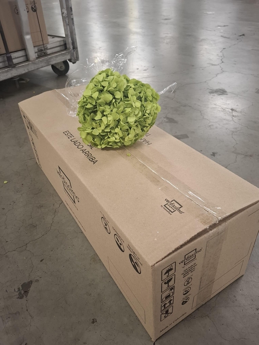 <h4>Dried hydrangea green pistachio</h4>