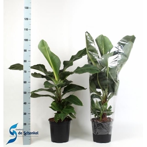 MUSA DWARF CAVENDISH