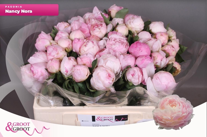 <h4>PAEO L NANCY NORA</h4>