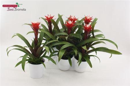 Guzm Hope In Keramiek