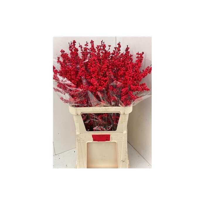 <h4>Ilex Ve Rode Bes</h4>