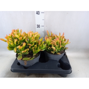 Crassula ovata 'Sunset'