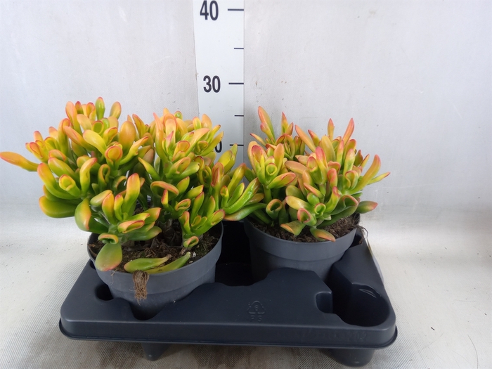 <h4>Crassula ovata 'Sunset'</h4>