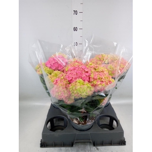 Hydrangea mac. 'Anda'