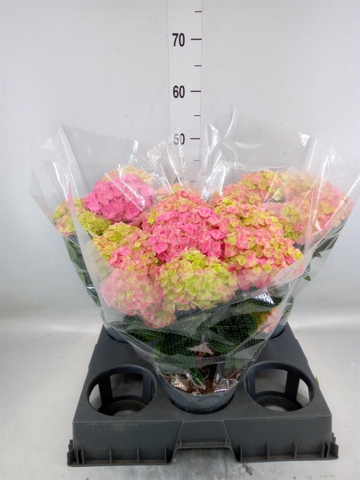 <h4>Hydrangea mac. 'Anda'</h4>