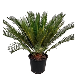 Cycas Revoluta