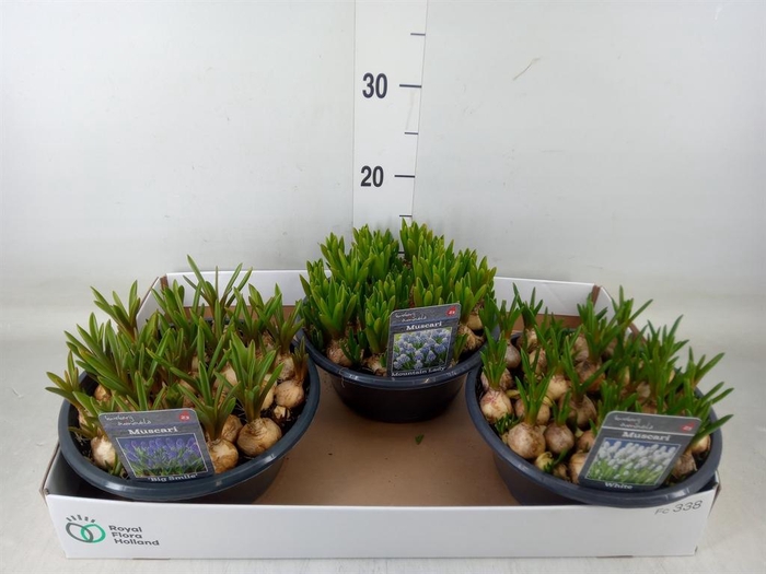 <h4>Muscari   ...mix 3</h4>