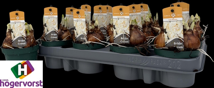 <h4>NARC D BRIDAL CROWN</h4>