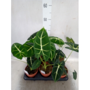 Alocasia   ...