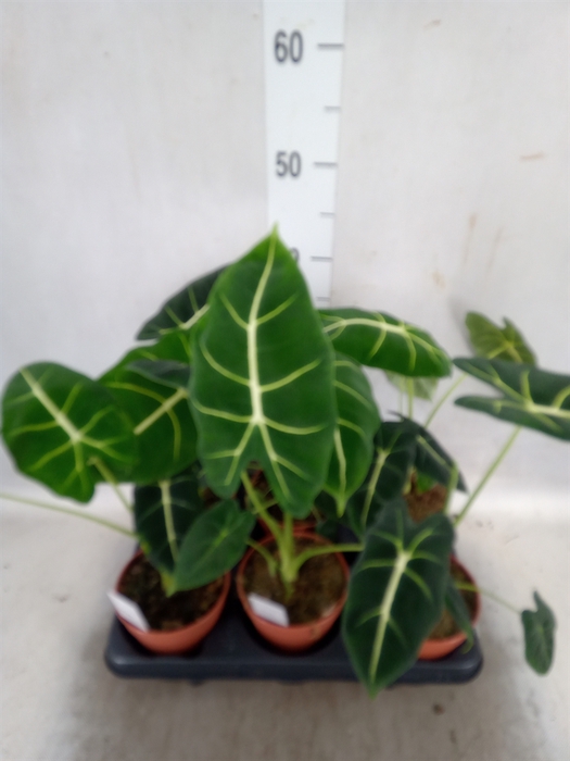 <h4>Alocasia   ...</h4>