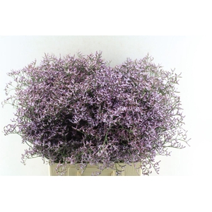 Lim Saf Lilac