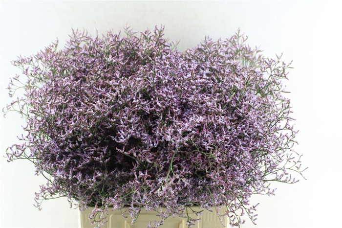<h4>Lim Saf Lilac</h4>