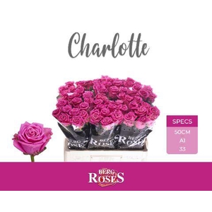 R GR CHARLOTTE