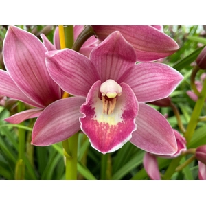 Cymbidium Mini Pink Parfait X4 Leekade
