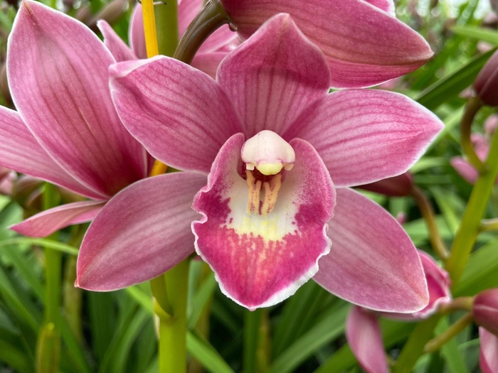 <h4>Cymbidium Mini Pink Parfait X4 Leekade</h4>