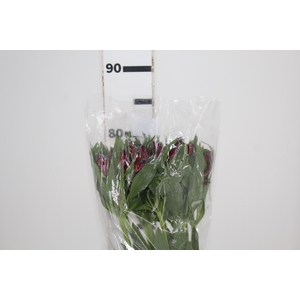 ALSTROEMERIA MERLOT 080 CM VERMELHO