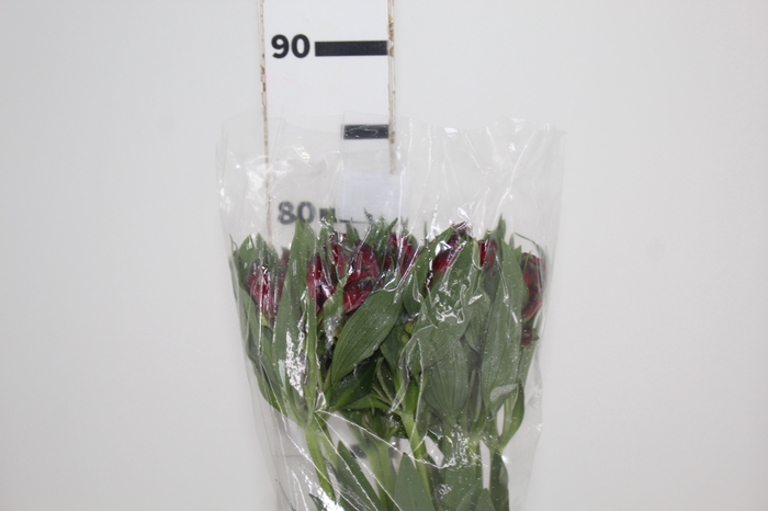 <h4>ALSTROEMERIA MERLOT 080 CM VERMELHO</h4>