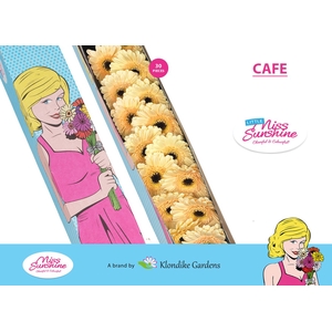 GE MI CAFE Doos Klein