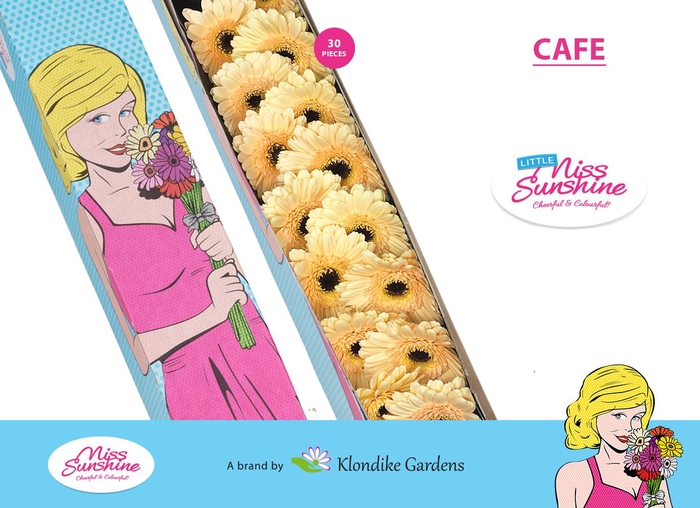 <h4>GE MI CAFE Doos Klein</h4>