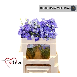 DELPH ENK  MORPHO LAVENDER