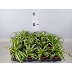 Chlorophytum com. 'Variegatum'