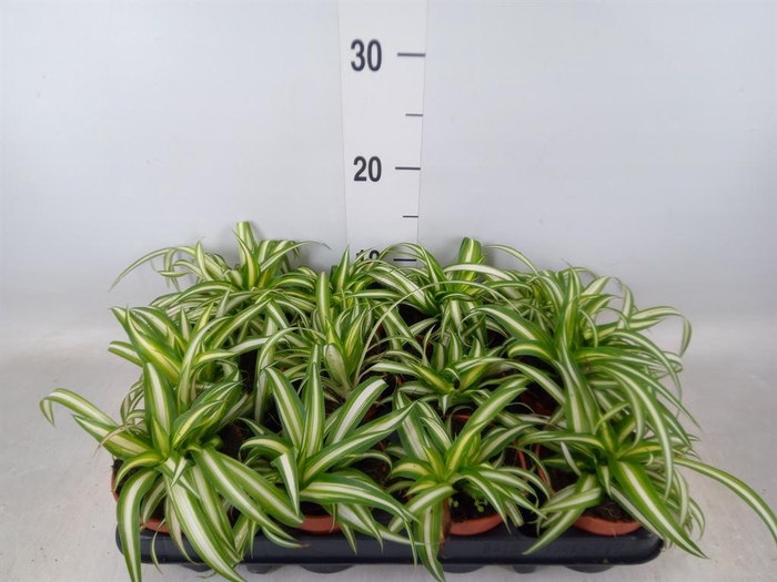 <h4>Chlorophytum com. 'Variegatum'</h4>