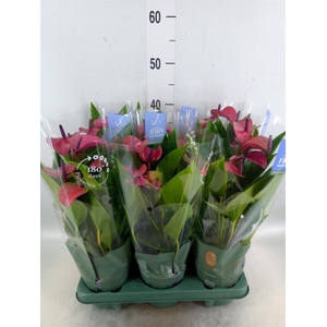 Anthurium andr. 'Pure Purple'