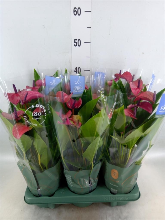<h4>Anthurium andr. 'Pure Purple'</h4>