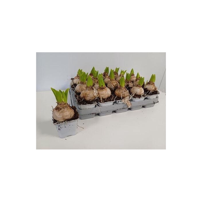 <h4>Hyacin White Pearl</h4>