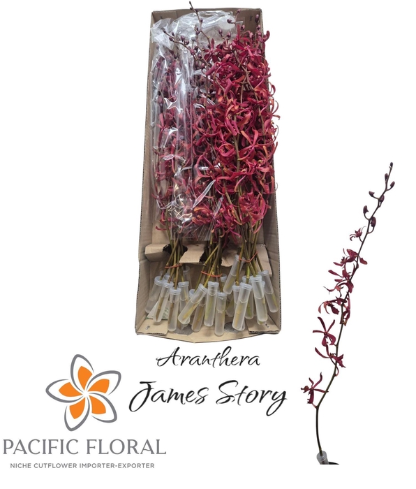 <h4>XARANTHERA J ST OV</h4>