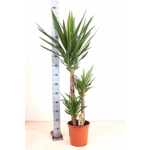 YUCCA