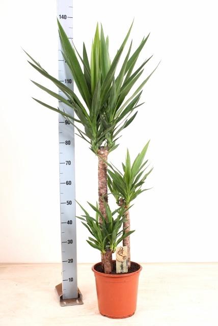 <h4>YUCCA</h4>