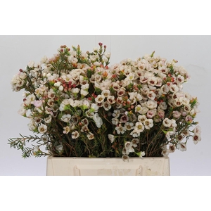 Chamelaucium Moonlight Delight