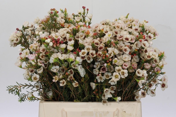 <h4>Chamelaucium Moonlight Delight</h4>