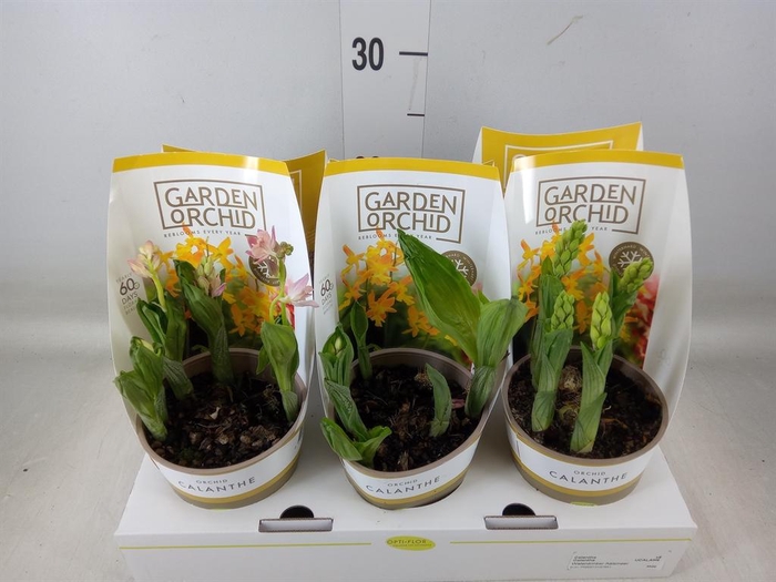 <h4>Calanthe   ...</h4>