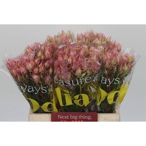 SERRURIA AY SHO STAR