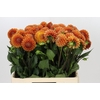 Dahlia Cornel Bronze