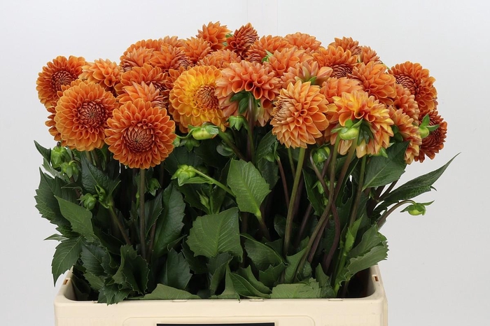 <h4>Dahlia Cornel Bronze</h4>