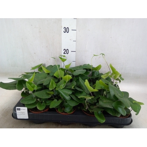 Hemionitis arifolia