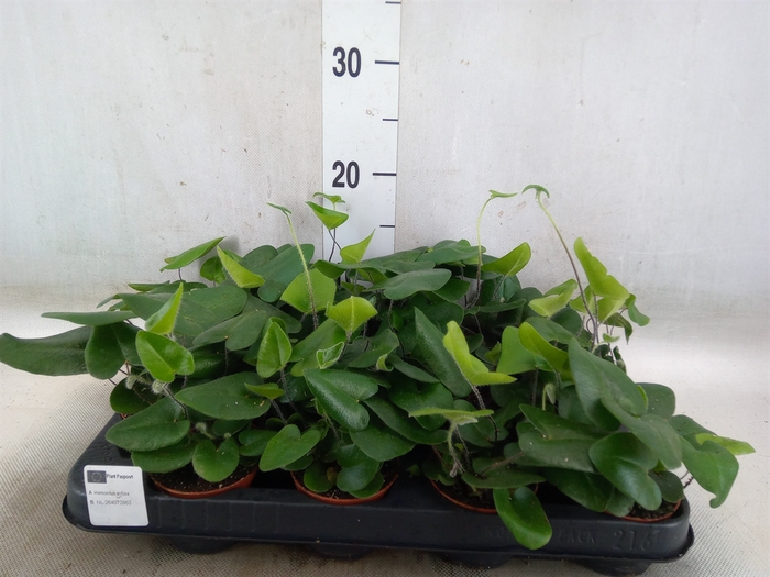 <h4>Hemionitis arifolia</h4>