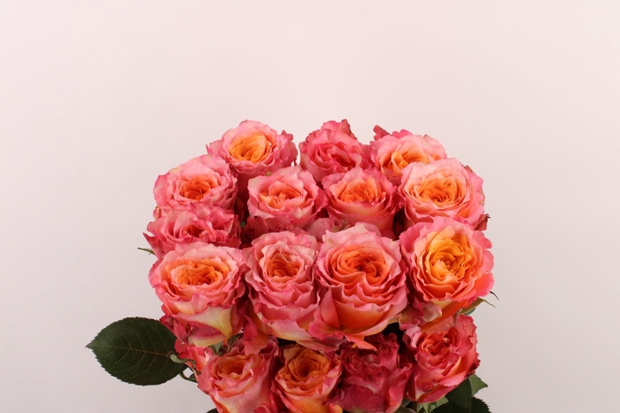 <h4>R Gr Free Spirit</h4>