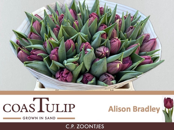 <h4>TU DU ALISON BRADLEY</h4>