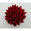 Echeveria Agavoides Paint Red Cutflower Wincx-10cm